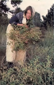 Harvest time at New Mayapur, ISKCON's Farm in France. 1976.