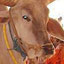 Hare Krishna