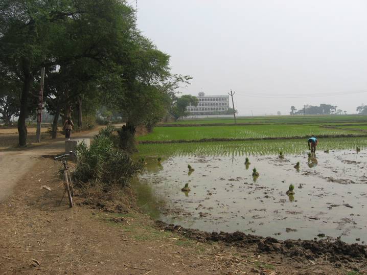 Ekachakra_fields_05.JPG
