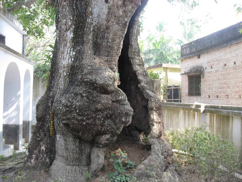 Siddha-Bakula tree_02.JPG