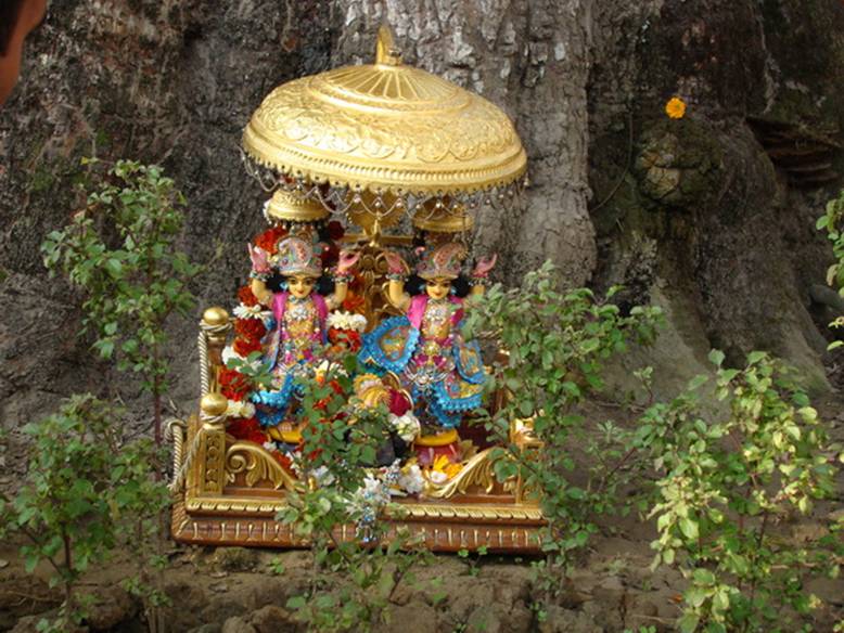 Sarangapani-Siddhabakul Tree_01.jpg